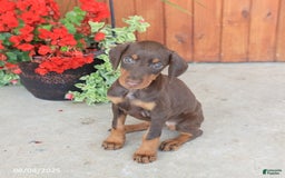 Doberman Pinscher dogs for sale: Diana - Image 4