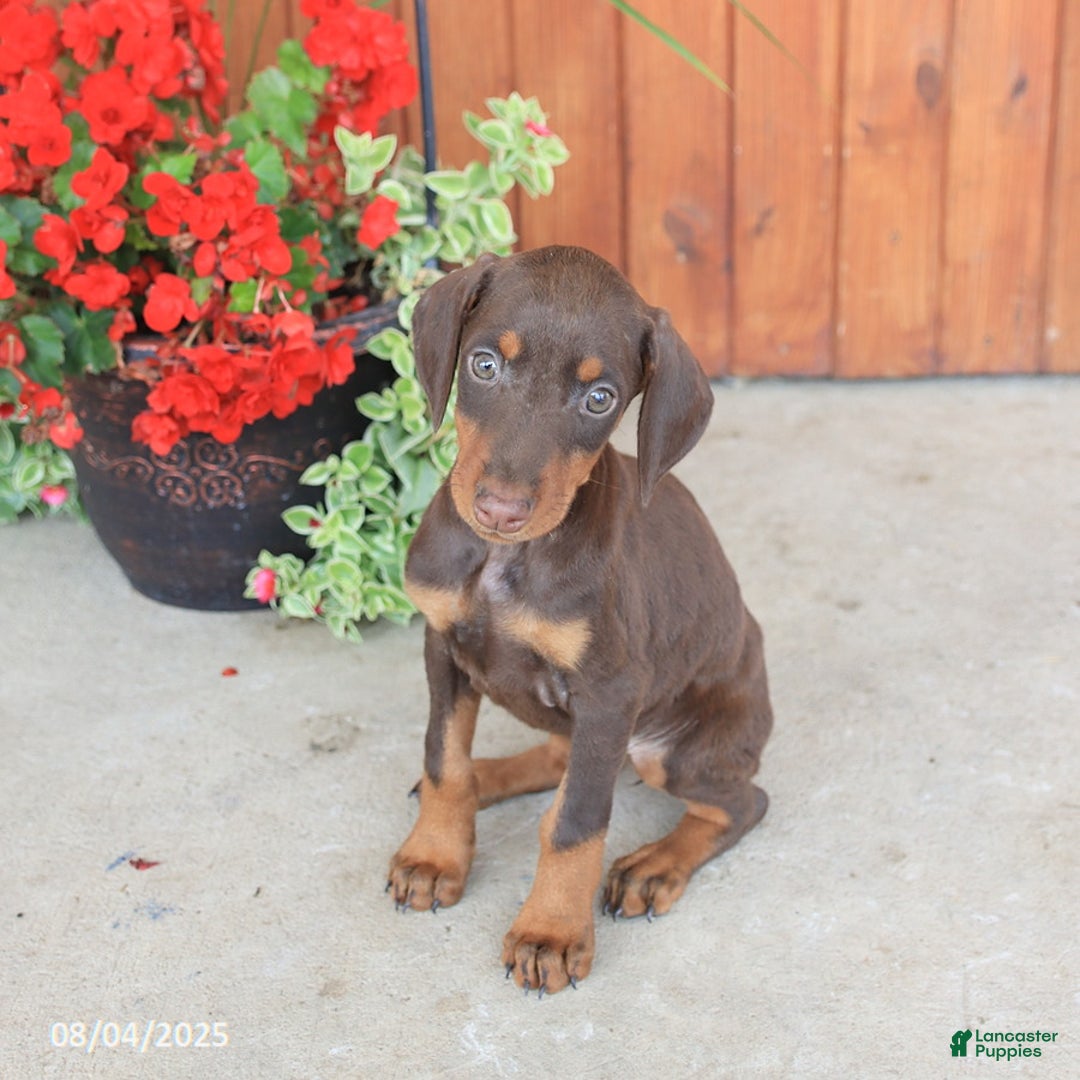 Doberman Pinscher dogs for sale: Diana - Image 4