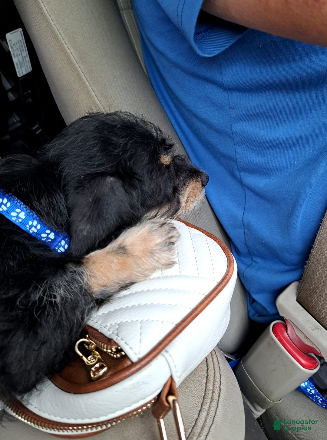 Doxiepoo dogs for sale: Biscuit - Image 7