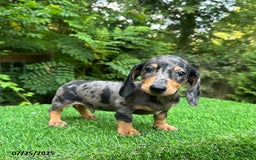 Miniature Dachshund dogs for sale: Jake - Image 1