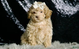Maltipoo dogs for sale: Beyonce - Image 6