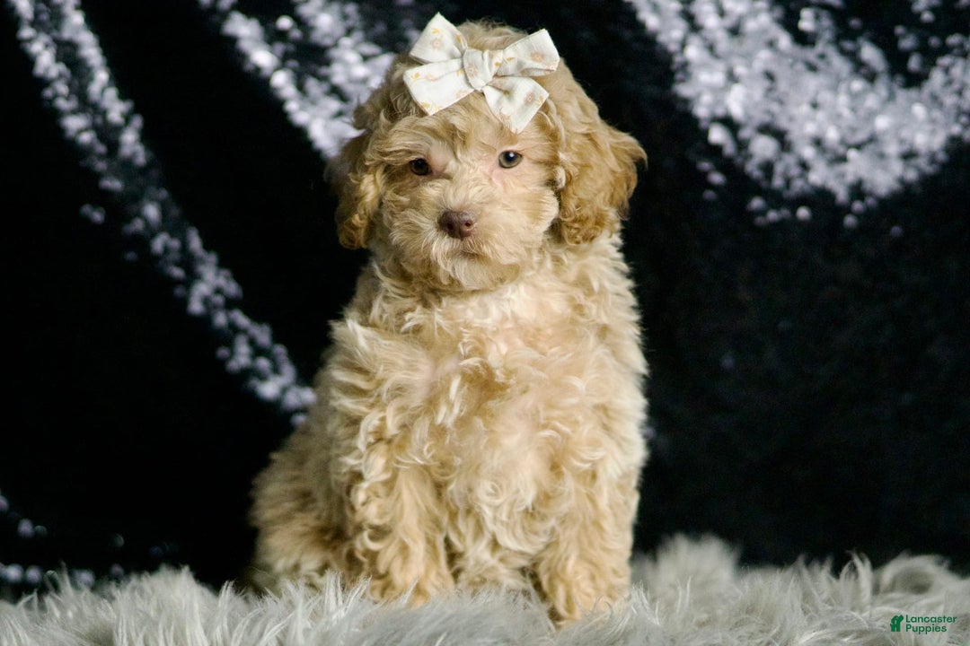 Maltipoo dogs for sale: Beyonce - Image 6