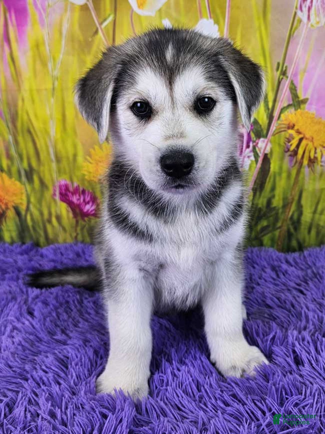 Goberian dogs for sale: Iggy - Image 1