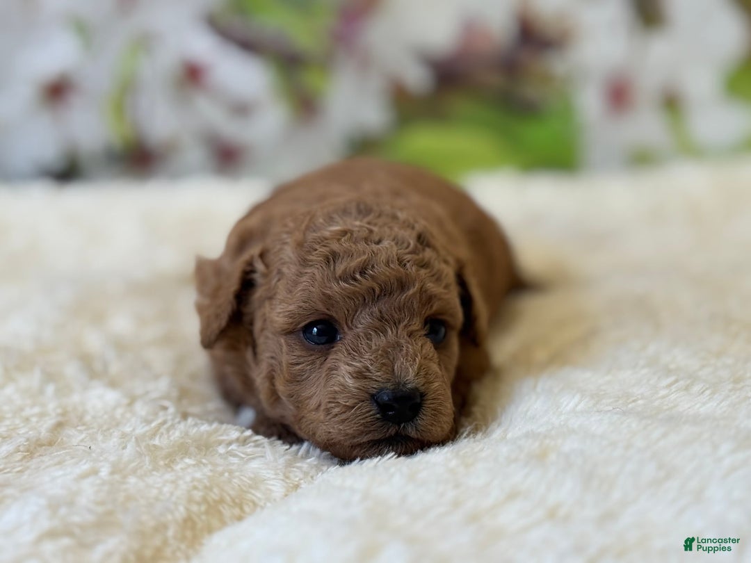 Mini Goldendoodle dogs for sale: Emma - Image 2