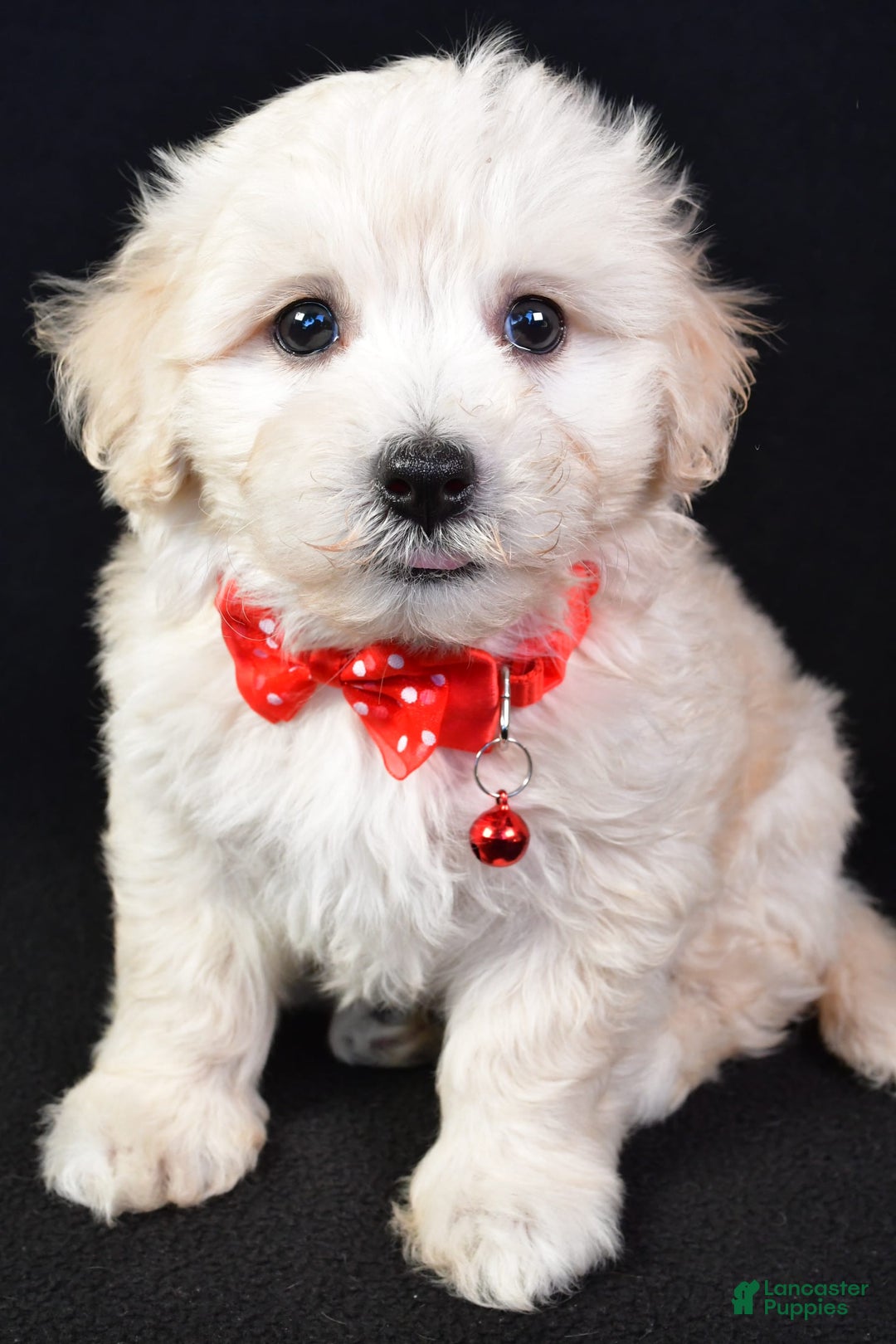 Maltipoo dogs for sale: Bruno - Image 6
