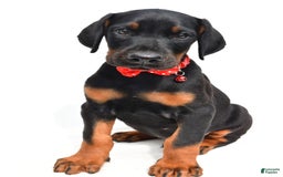 Doberman Pinscher dogs for sale: Mason - Image 3