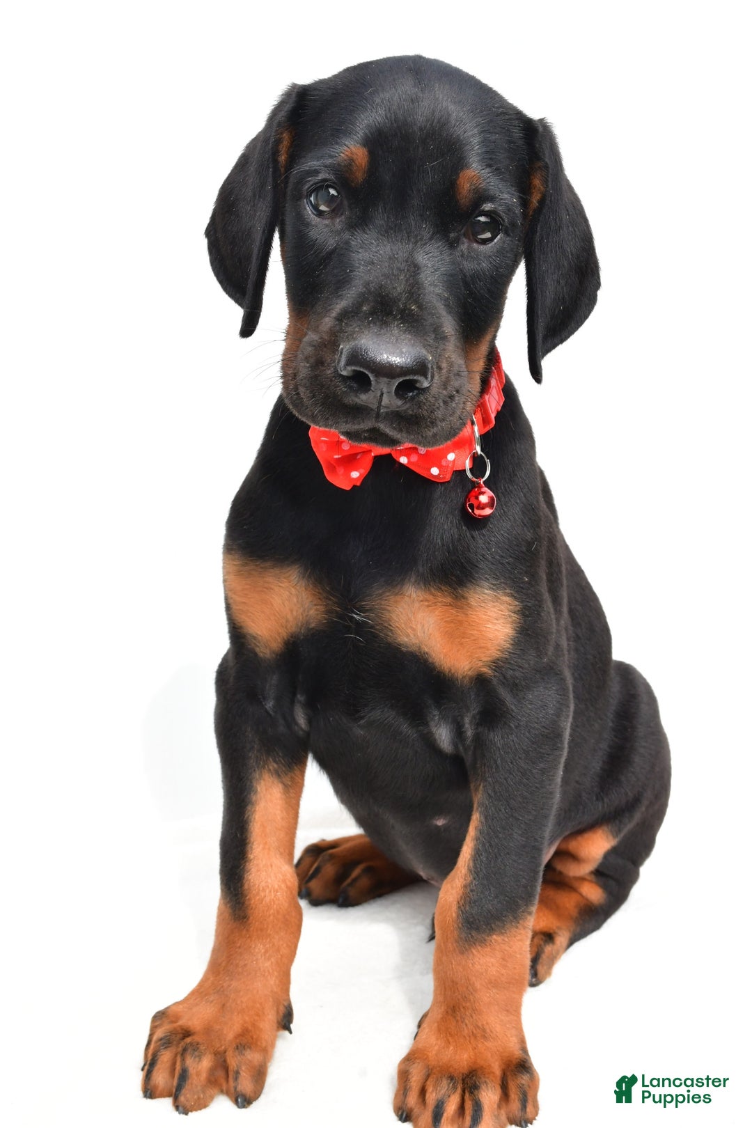Doberman Pinscher dogs for sale: Mason - Image 3
