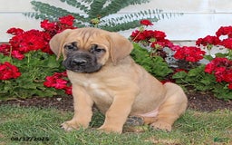 Cane Corso dogs for sale: Danny - Image 1