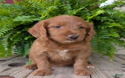 Goldendoodle dogs for sale: Ellie - Image 35