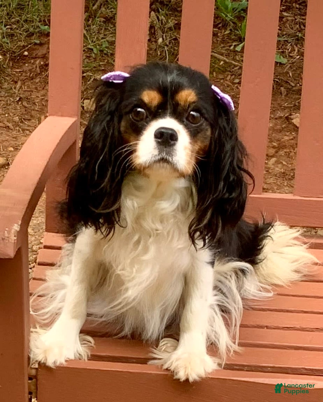 Cavalier King Charles Spaniel dogs for sale: Amy - Image 1