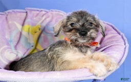 Miniature Schnauzer dogs for sale: Betty - Image 2