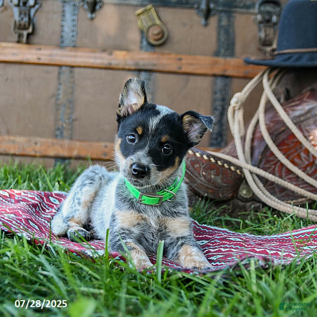 Australian Cattle Dog dogs for sale: Carla - Image 2
