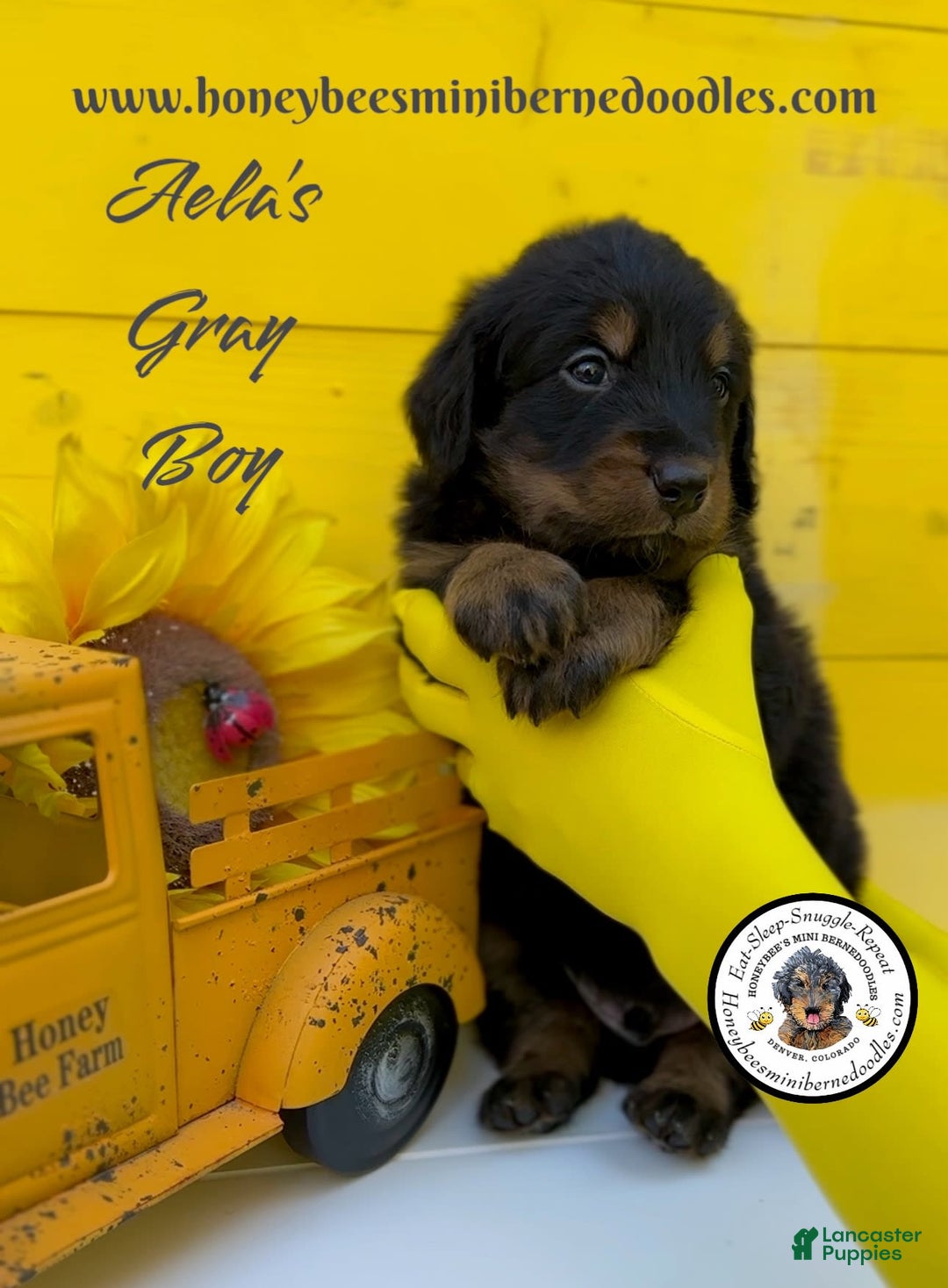 Mini Bernedoodle dogs for sale: Aelas Gray Boy - Image 20