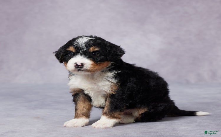 Mini Bernedoodle dogs for sale - Ad 3