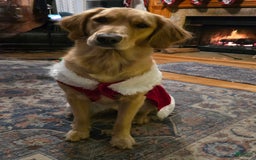 Golden Retriever dogs for sale: Astreae - Image 3