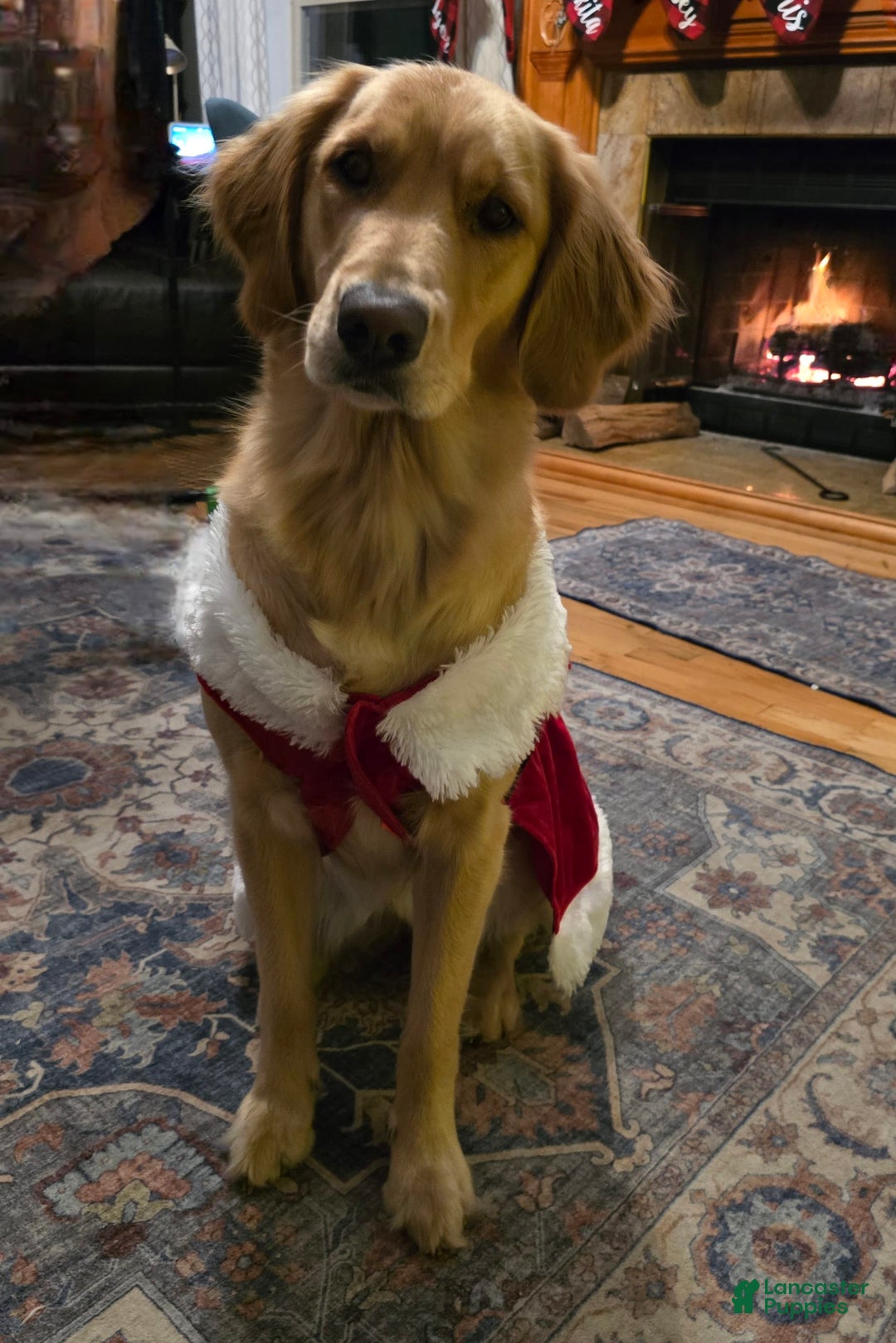 Golden Retriever dogs for sale: Astreae - Image 3
