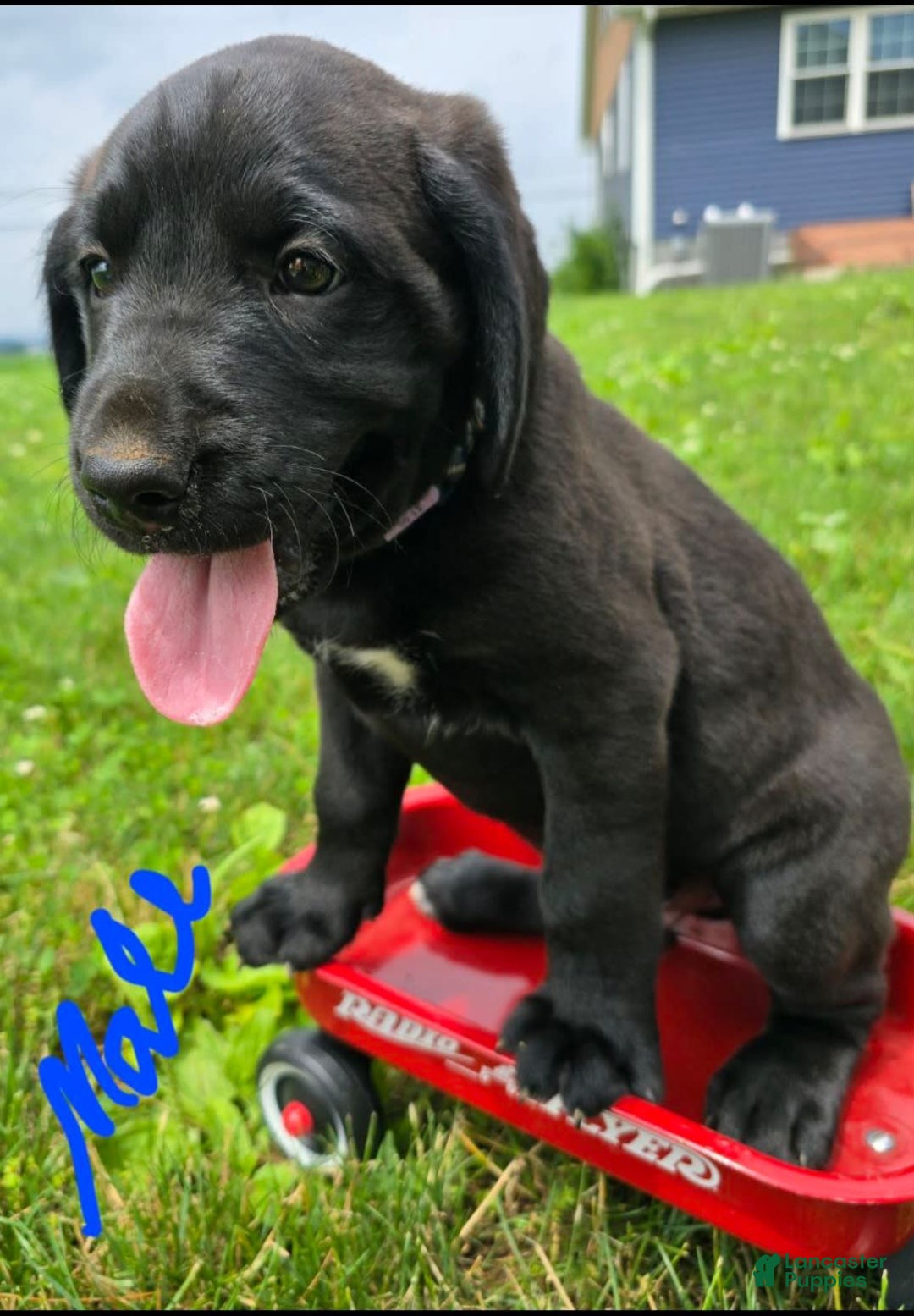 Goldendoodle dogs for sale: Goldendoodle 7 puppies - Image 6