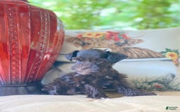 Miniature Schnauzer dogs for sale: Miniature Schnauzer 4 puppies - Image 3