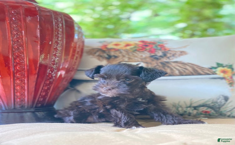 Miniature Schnauzer dogs for sale - Ad 5