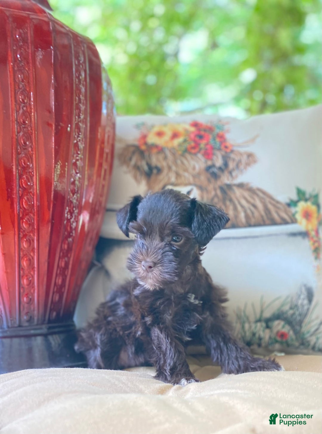 Miniature Schnauzer dogs for sale: Miniature Schnauzer 4 puppies - Image 3