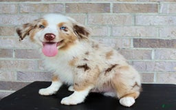 Australian Shepherd dogs for sale: Boots - Image 5
