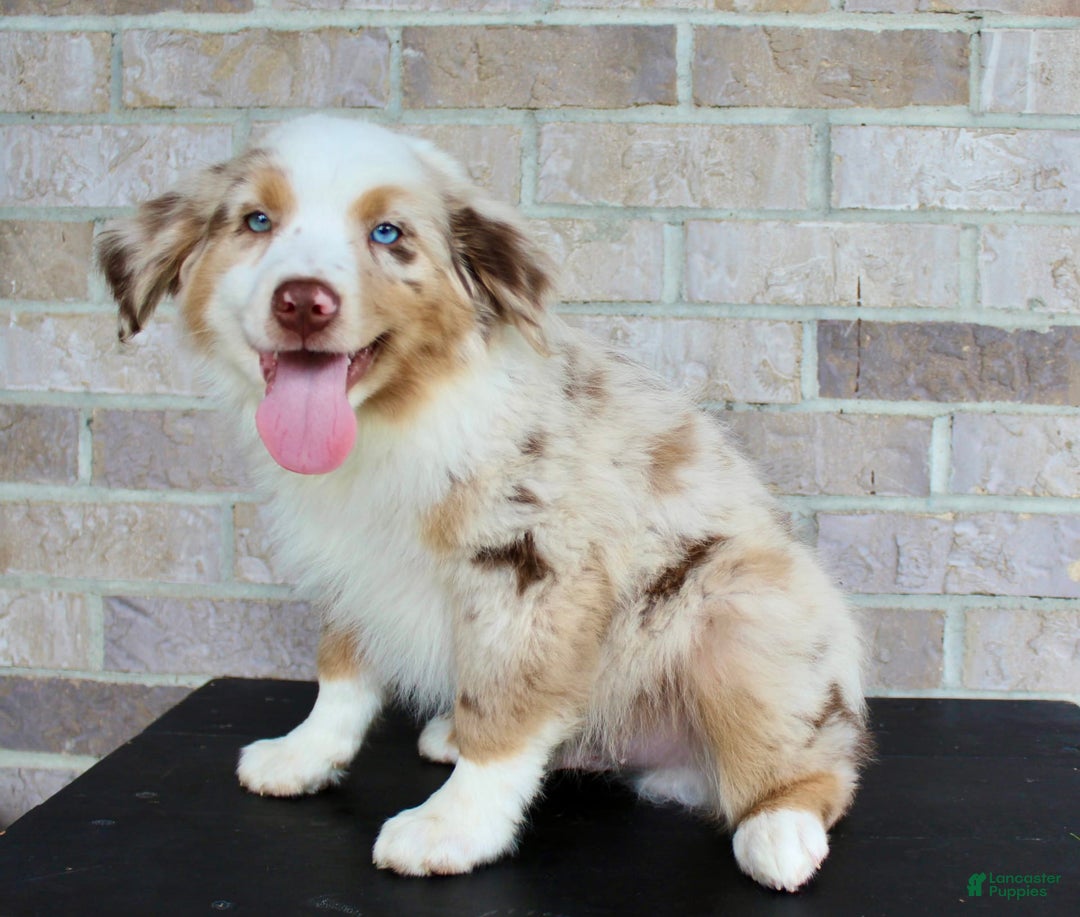 Australian Shepherd dogs for sale: Boots - Image 5
