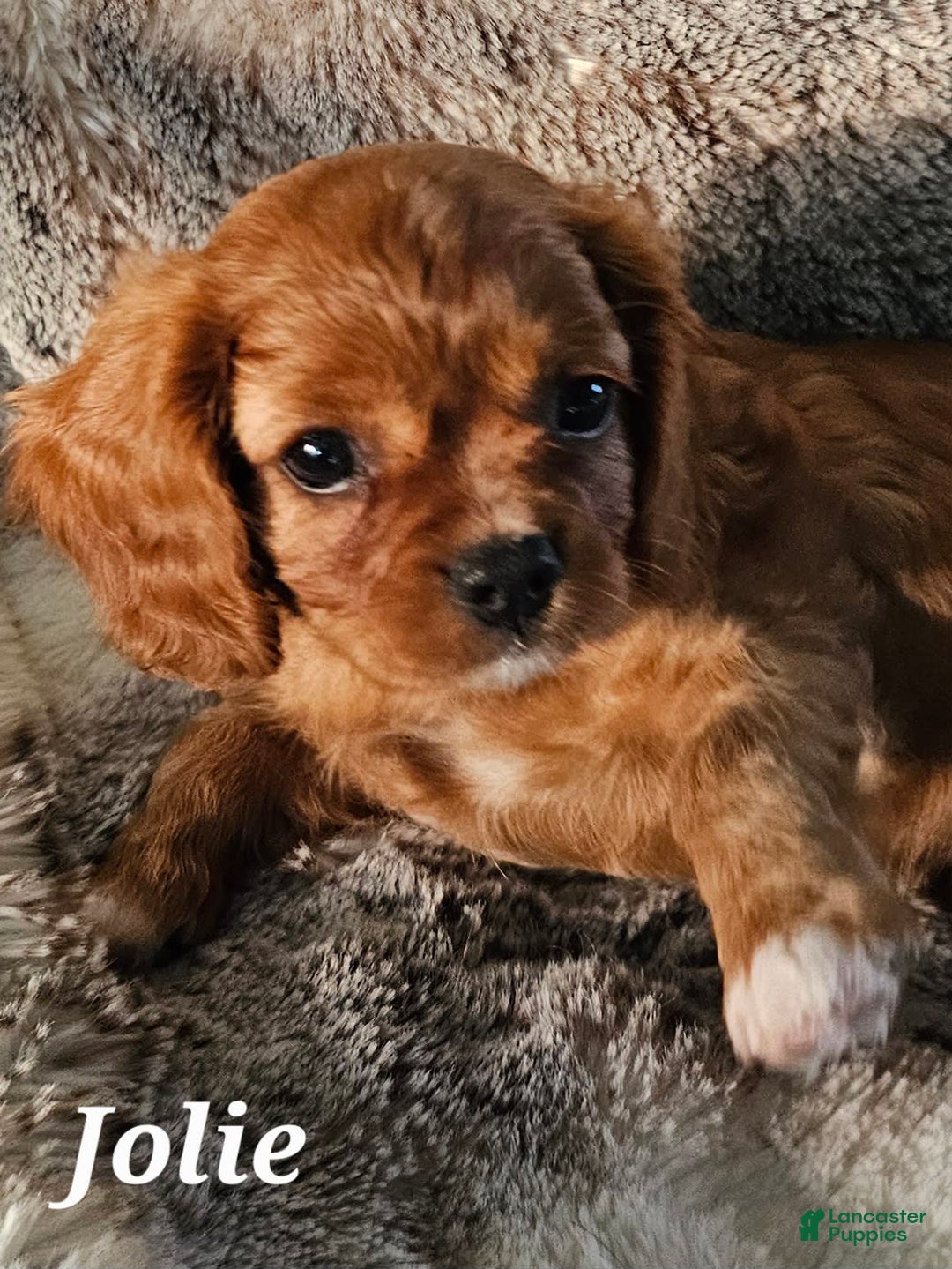 Cavalier King Charles Spaniel dogs for sale: Jolie - Image 6