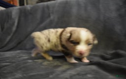 Miniature Australian Shepherd dogs for sale: Ashton - Image 1