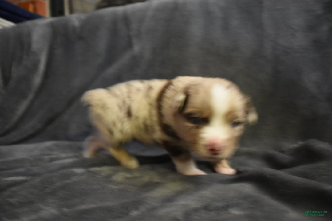 Miniature Australian Shepherd dogs for sale: Ashton - Image 1
