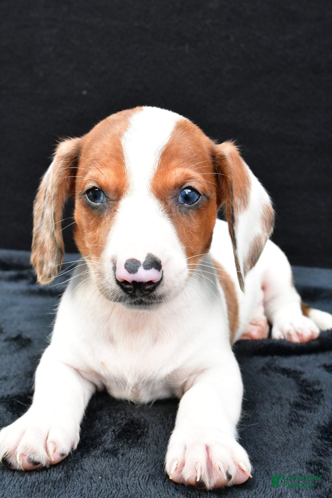 Miniature Dachshund dogs for sale: Jerry - Image 2