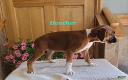 Boxer dogs for sale: Heather - Image 9