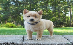 Schipperke dogs for sale: Quentin - Image 1