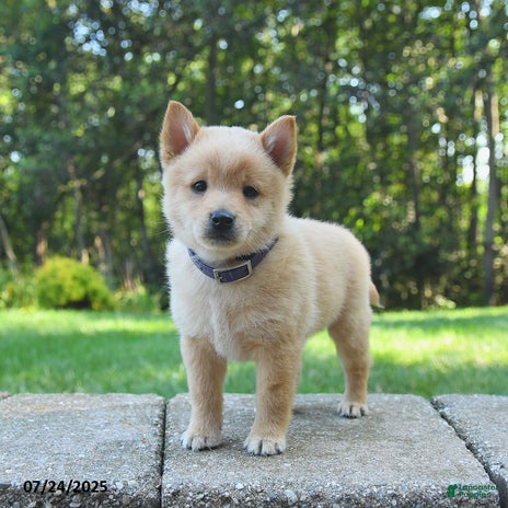 Schipperke dogs for sale - Ad 3