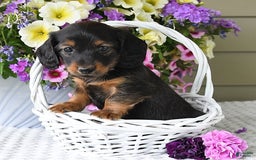 Miniature Dachshund dogs for sale: Laudon - Image 18