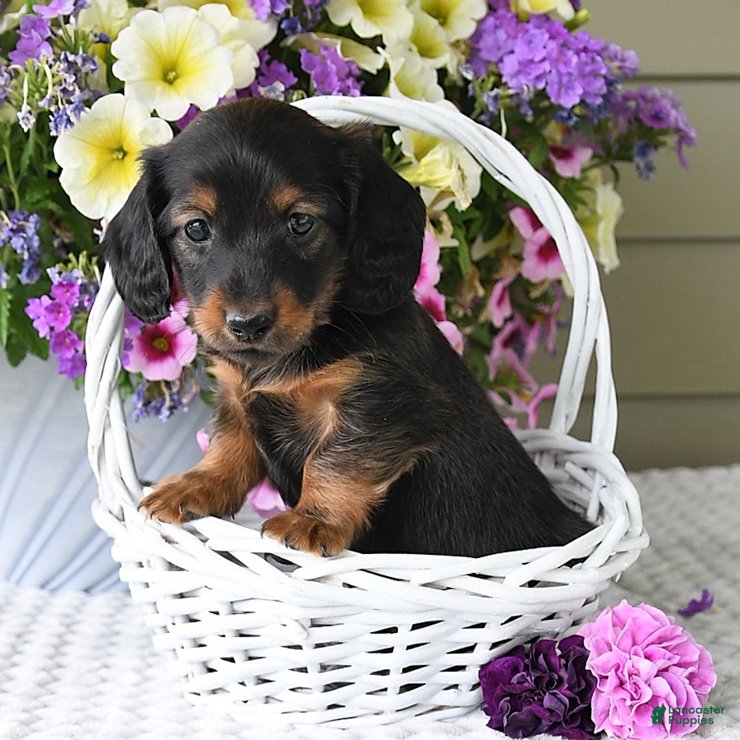 Miniature Dachshund dogs for sale: Laudon - Image 18