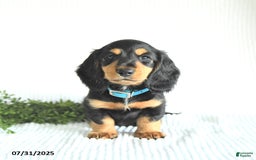 Miniature Dachshund dogs for sale: Rocky - Image 1