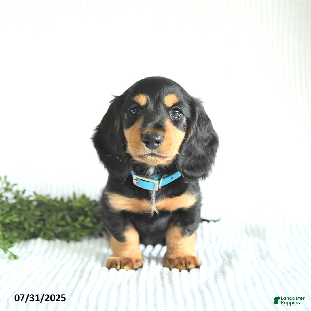 Miniature Dachshund dogs for sale: Rocky - Image 1