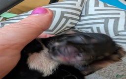 Chihuahua dogs for sale: Xiomara - Image 2