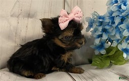 Yorkshire Terrier dogs for sale: Melissa - Image 1