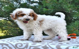 Mini Goldendoodle dogs for sale: Buster - Image 16