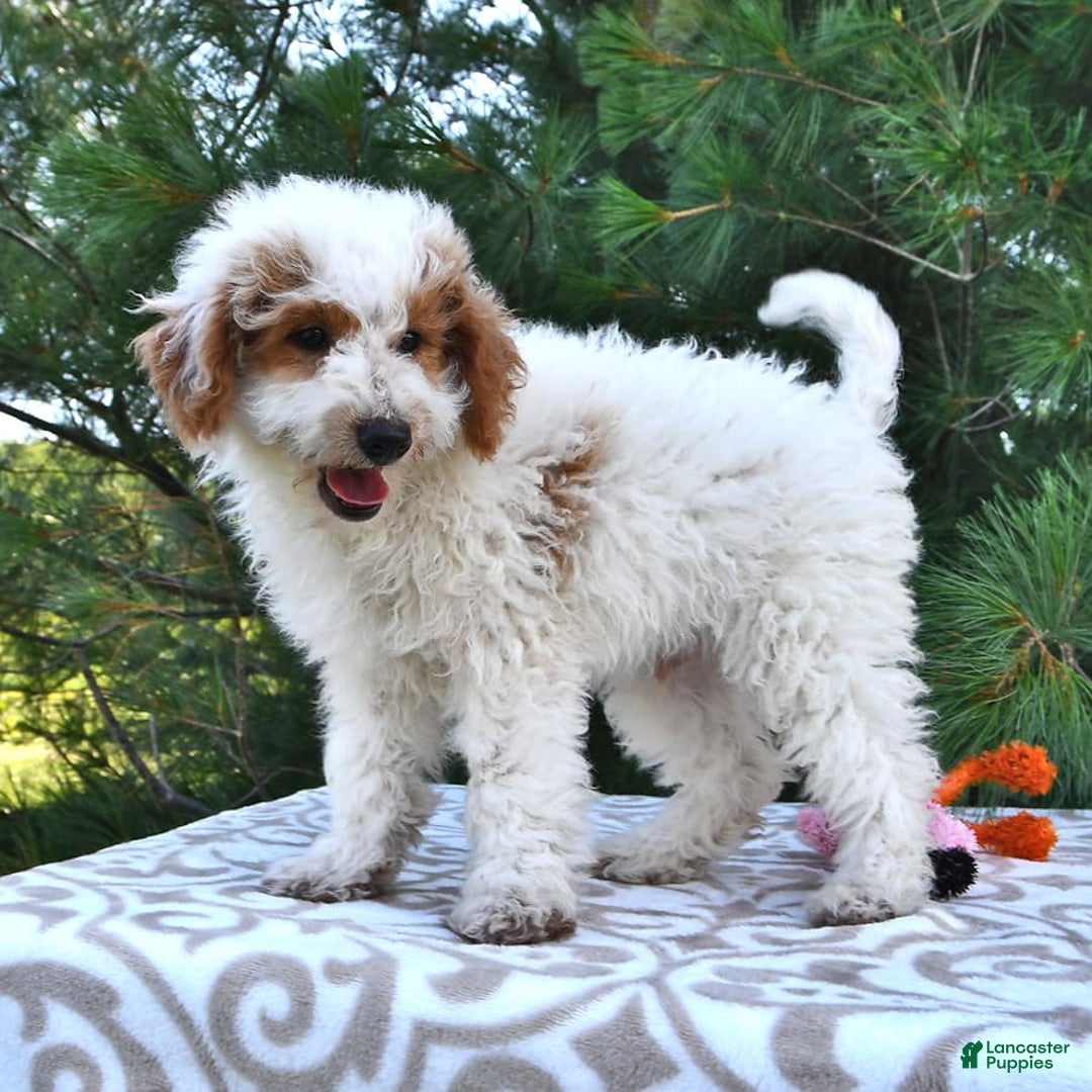Mini Goldendoodle dogs for sale: Buster - Image 16