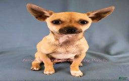 Chihuahua dogs for sale: Clark - Image 3
