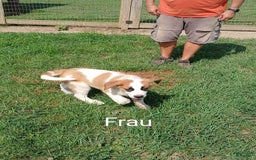 Great Pyrenees dogs for sale: Frau - Image 3