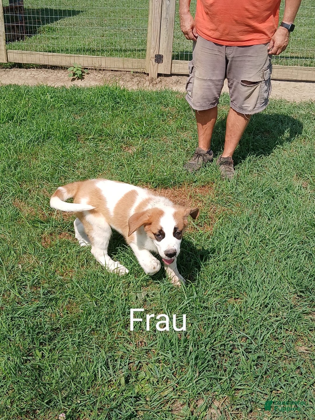 Great Pyrenees dogs for sale: Frau - Image 3
