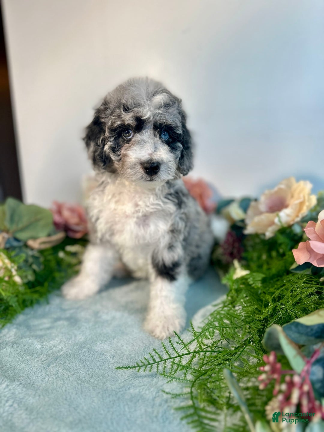 Mini Bernedoodle dogs for sale: Jewel - Image 9