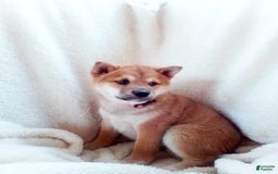 Shiba Inu dogs for sale: Allie - Image 2