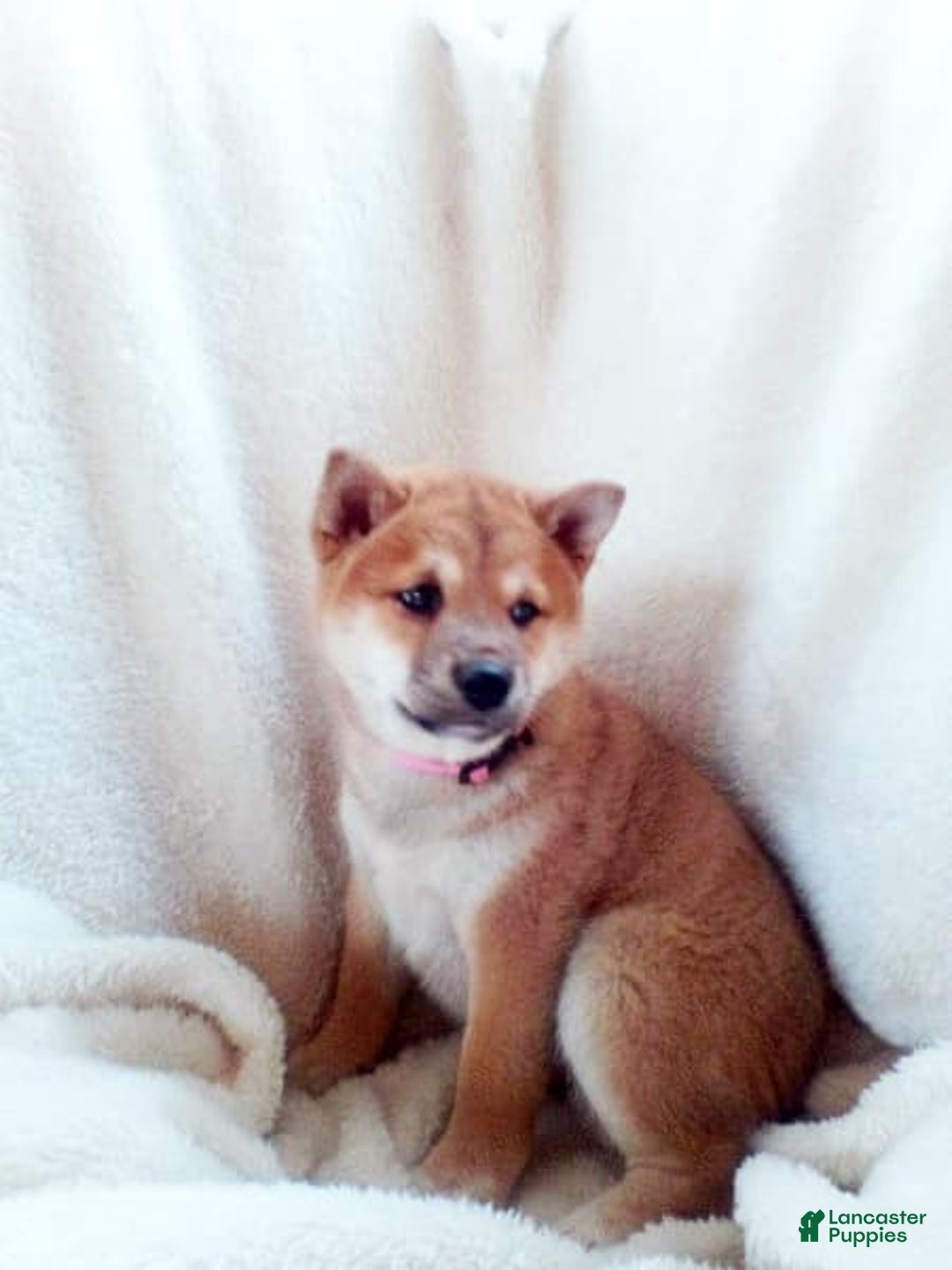 Shiba Inu dogs for sale: Allie - Image 2
