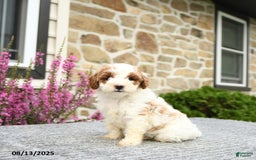 Mini Goldendoodle dogs for sale: Cassidy - Image 2