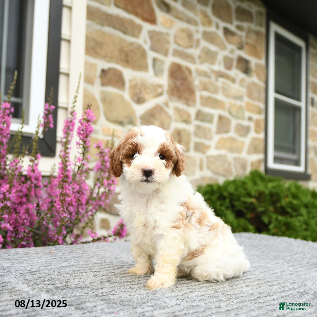 Mini Goldendoodle dogs for sale: Cassidy - Image 2