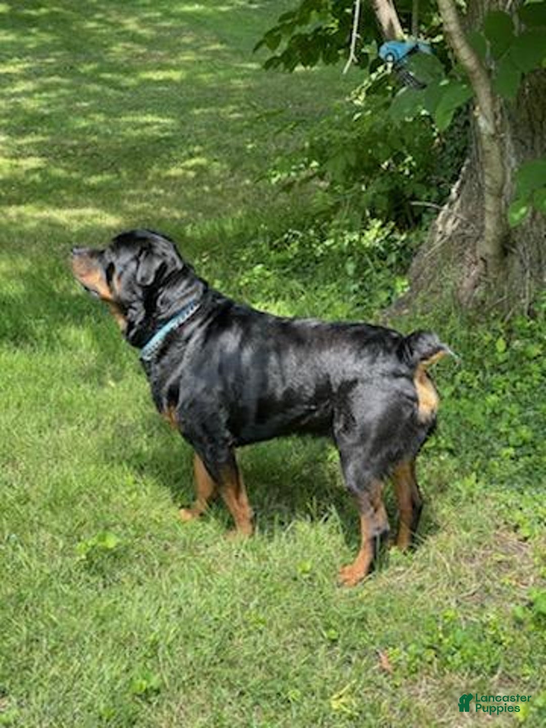 Rottweiler dogs for sale: Lavender - Image 15